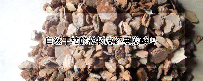自然干枯的松树皮还要发酵吗（干松树皮还需要发酵吗）