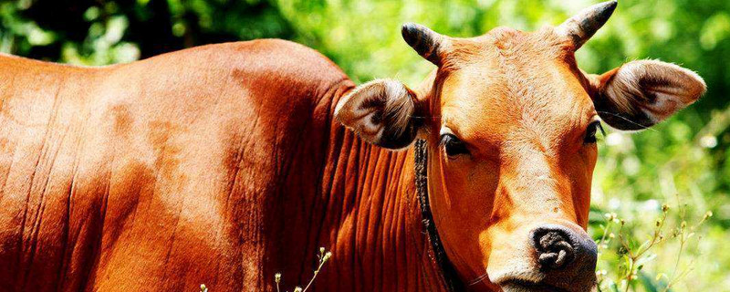 牛粪土如何养花（牛粪土如何养花盆）