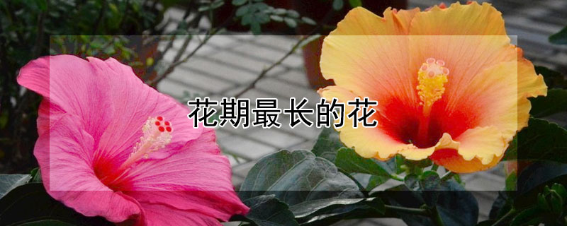 花期最长的花（室内花期最长的花）