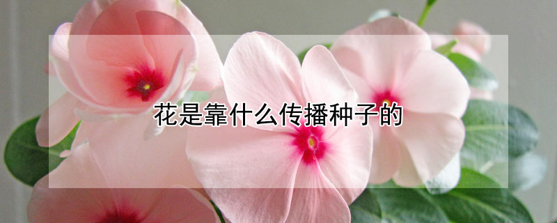 花是靠什么传播种子的 花是靠什么传播种子的方法