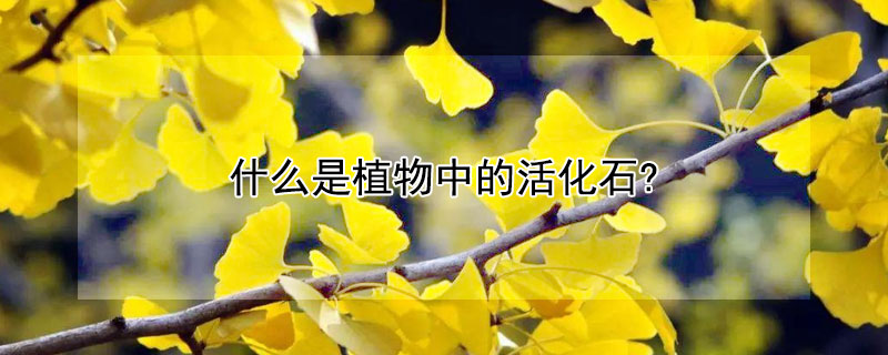 什么是植物中的活化石? 什么和什么是植物中的活化石