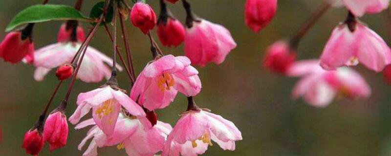 八棱海棠和垂丝海棠的区别 八棱海棠和垂丝海棠的区别图片