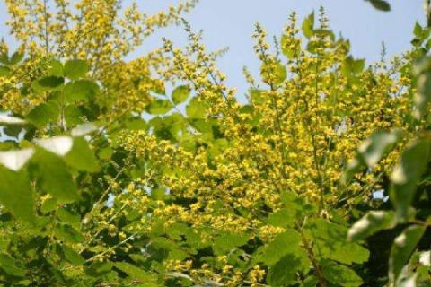 复羽叶栾树果实能吃吗