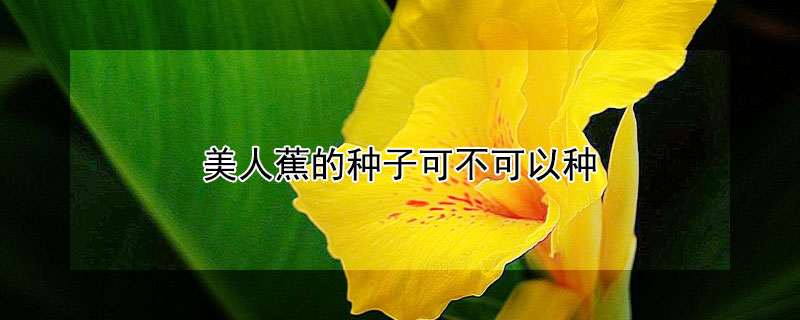 美人蕉的种子可不可以种 美人蕉的种子有什么用处吗