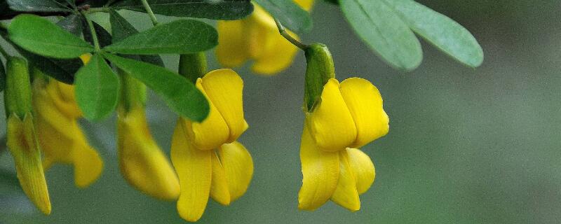 金雀花不开花的原因（金雀花不开花的原因有哪些）