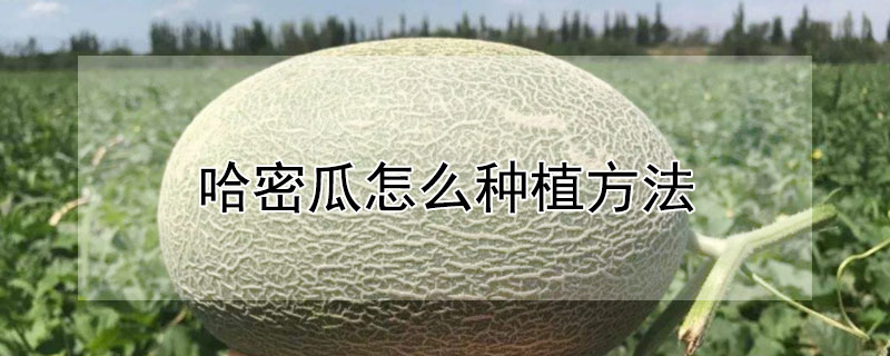 哈密瓜怎么种植方法（哈密瓜怎么种植方法视频教程）