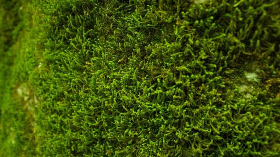 苔藓是什么 苔藓是什么东西