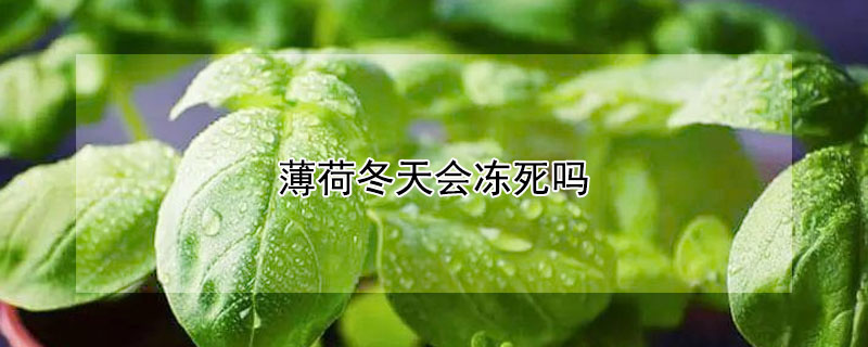 薄荷冬天会冻死吗（薄荷冬天会冻死吗图片）
