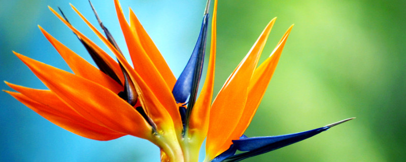 好养的室内大型植物 最好养的室内大型植物