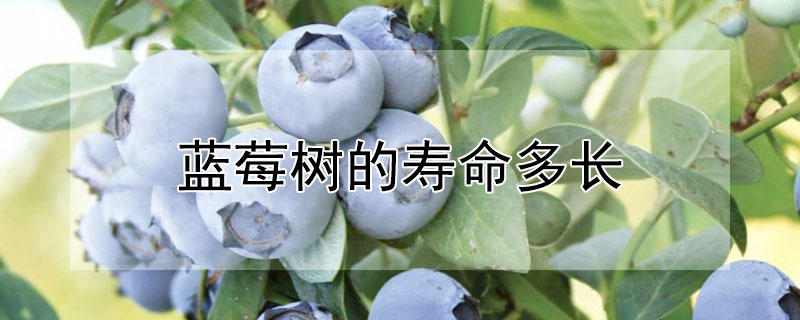 蓝莓树的寿命多长（蓝莓树的寿命多长时间）