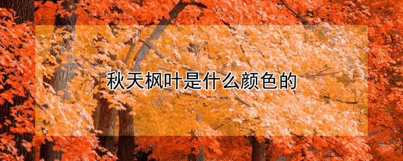 秋天枫叶是什么颜色的 秋天时枫叶是什么颜色