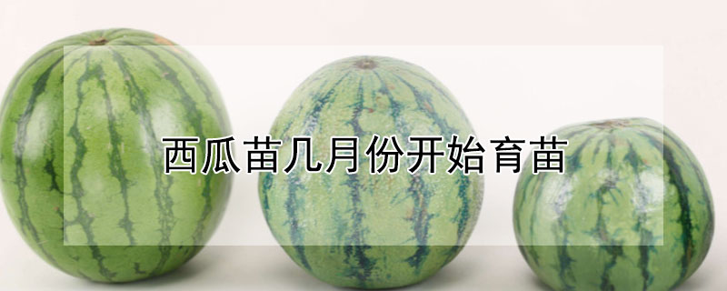 西瓜苗几月份开始育苗（西瓜苗几月份开始育苗呢）