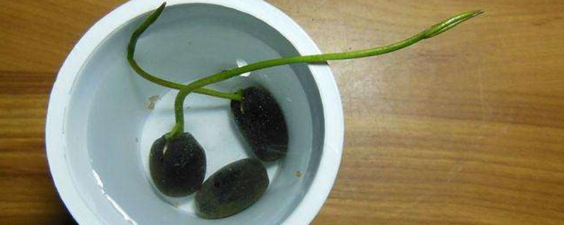 莲子怎么发芽（莲子怎么发芽快）