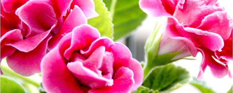 大岩桐球为什么不发芽（大岩桐球不发芽怎么办）