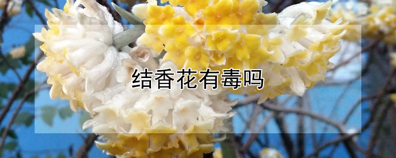 结香花有毒吗（结香花香有毒吗）