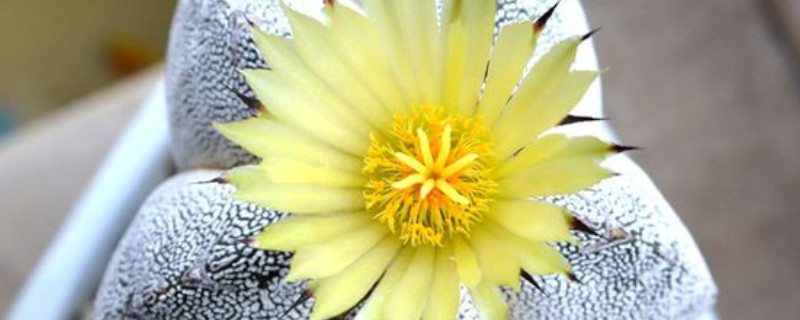 鸾凤玉干瘪怎么办（鸾凤玉根部起皱）