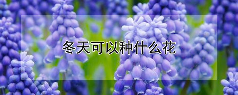 冬天可以种什么花 四川冬天可以种什么花