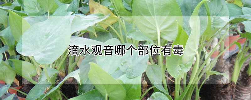 滴水观音哪个部位有毒（滴水观音有多毒?）