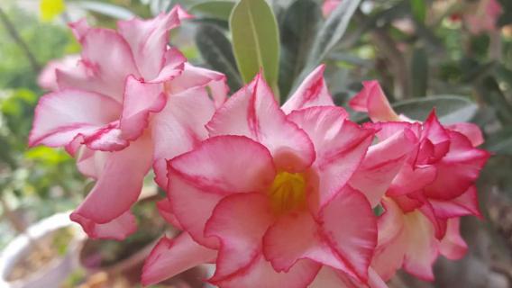 沙漠玫瑰怎么浇水和施肥（沙漠玫瑰如何浇水施肥）