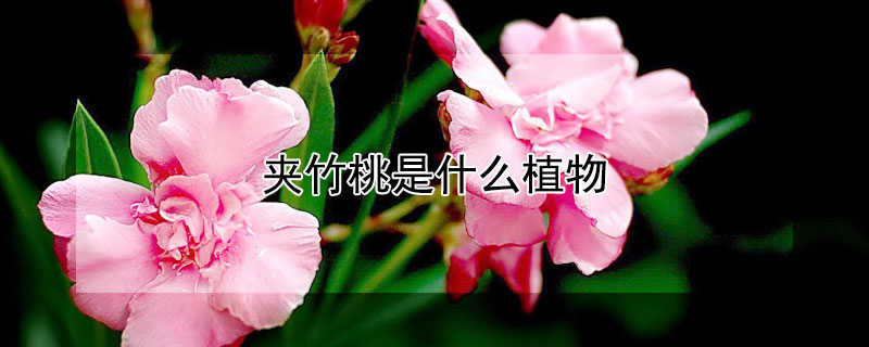 夹竹桃是什么植物 夹竹桃是什么植物有毒吗