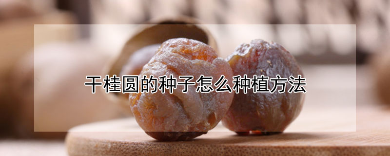 干桂圆的种子怎么种植方法 干桂圆的种子怎么种植方法图解