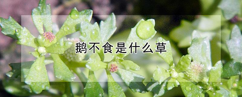 鹅不食是什么草 鹅不食草是一种什么草