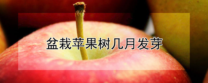 盆栽苹果树几月发芽（盆栽苹果树几月发芽最好）