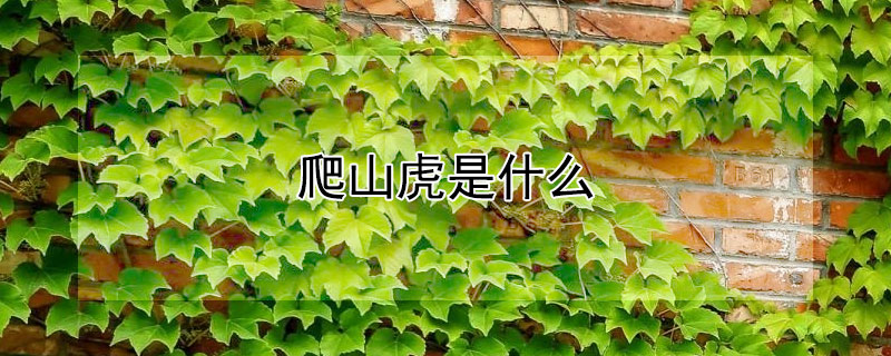 爬山虎是什么（爬山虎是什么样子的）