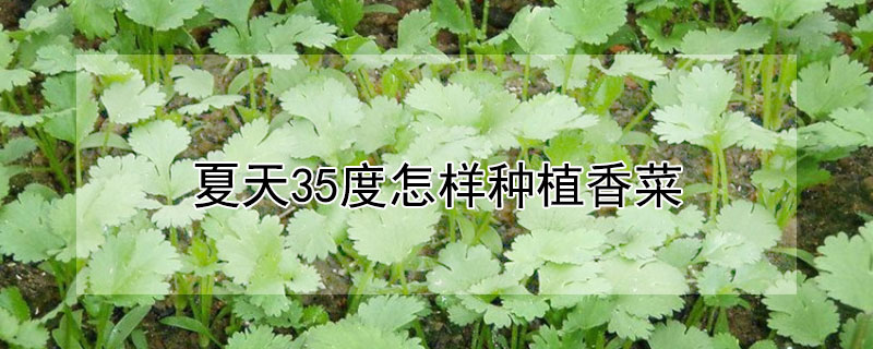 夏天35度怎样种植香菜 夏天35度怎样种植香菜苗