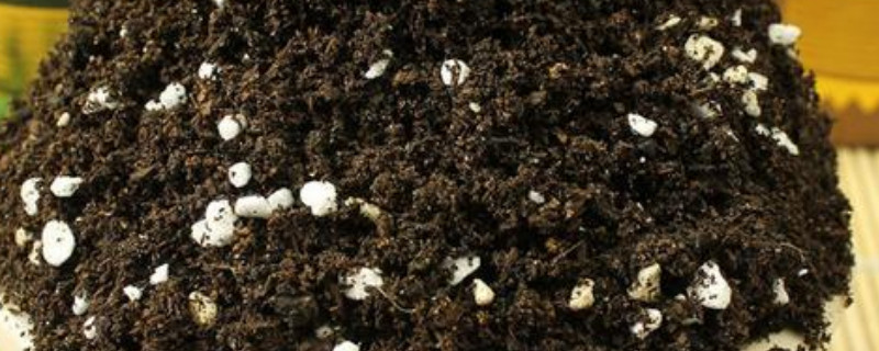 花盆里的土发白怎么办（花盆里的土发白怎么办呢）