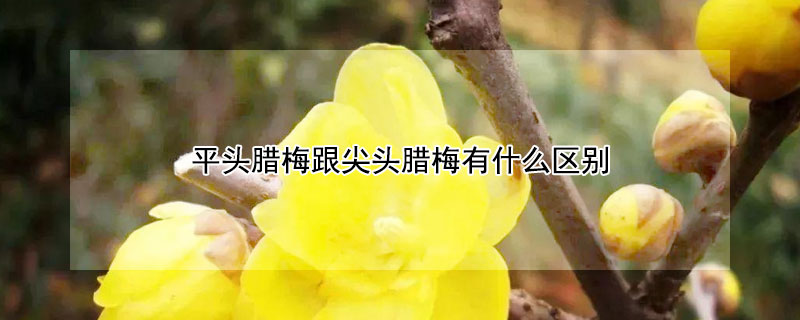 平头腊梅跟尖头腊梅有什么区别 平头腊梅跟尖头腊梅有什么区别呢
