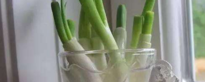 适合水培的蔬菜和水果 适合水培的蔬菜和水果图片