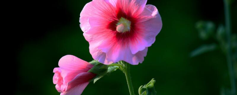 蜀葵移栽后叶子发黄 蜀葵移栽后叶子发黄什么原因