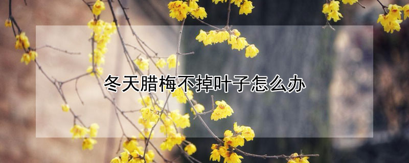 冬天腊梅不掉叶子怎么办 腊梅冬天不落叶怎么办