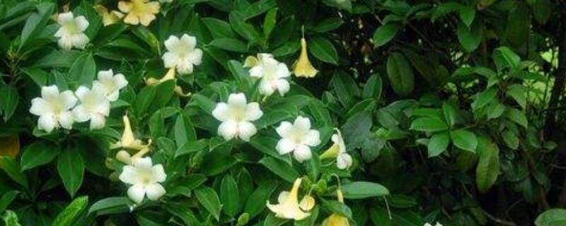 灰莉掉叶子怎么办 灰莉叶子发黄了怎么办