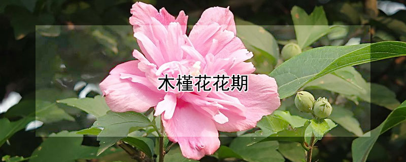 木槿花花期 木槿花花期长吗
