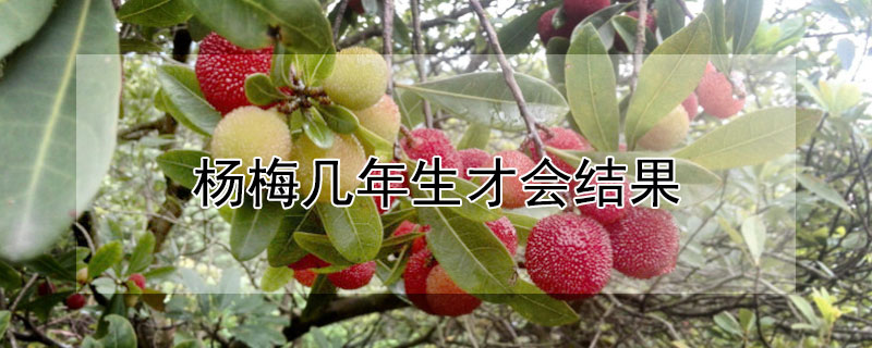 杨梅几年生才会结果（杨梅从结果到成熟需要多久）