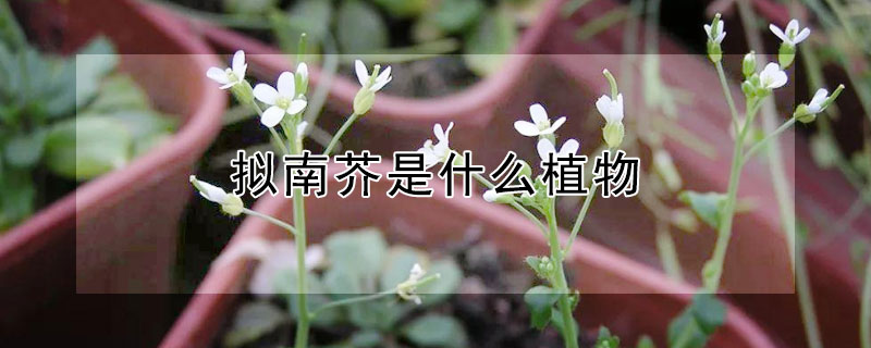 拟南芥是什么植物（拟南芥是什么植物有什么用途）