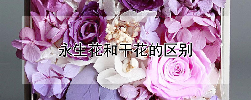 永生花和干花的区别（干燥花和永生花的区别）