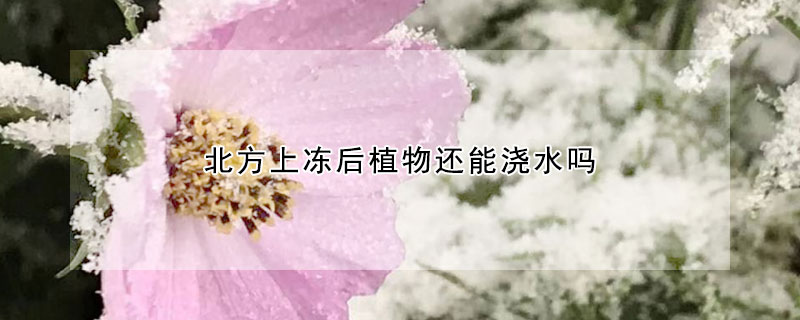 北方上冻后植物还能浇水吗（植物冻水什么时候浇）
