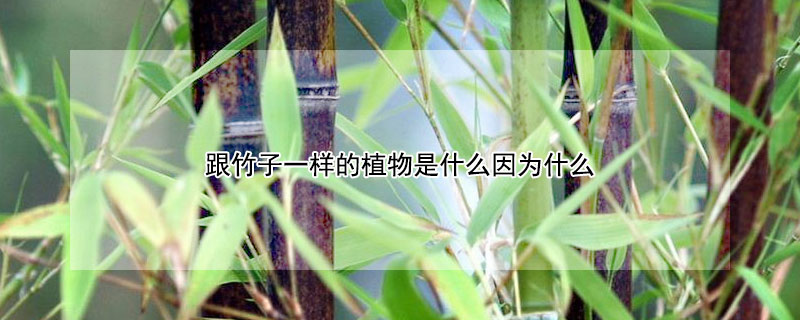 跟竹子一样的植物是什么因为什么（和竹子长的很像植物是啥）