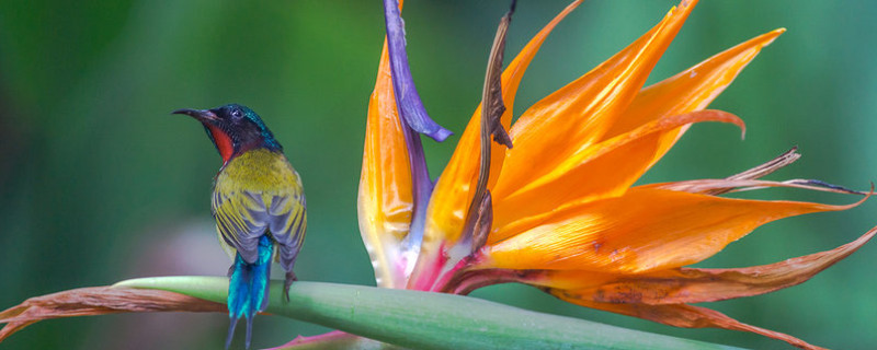 天堂鸟叶子下垂变软（天堂鸟叶子下垂变软了怎么办）