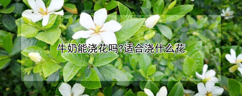 牛奶能浇花吗?适合浇什么花（牛奶能浇花吗?适合浇什么花好）