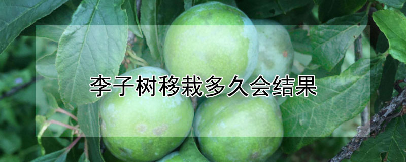 李子树移栽多久会结果（李子树种多久能结果）
