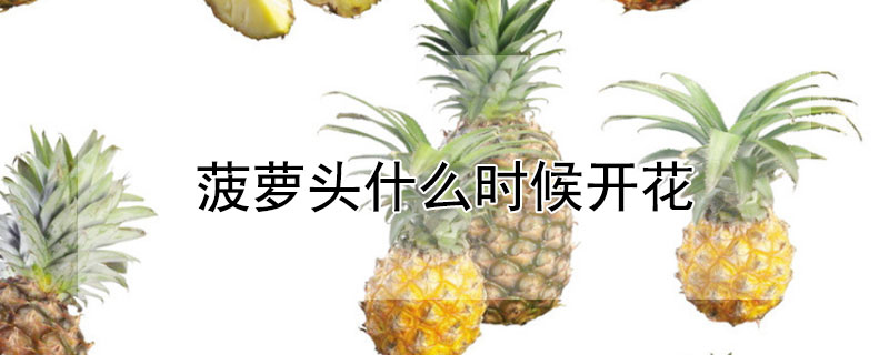 菠萝头什么时候开花（菠萝头什么时候开花结果）