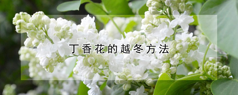 丁香花的越冬方法（丁香花的越冬方法百度网盘）