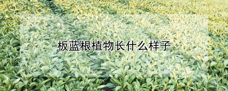 板蓝根植物长什么样子 板蓝根是植物吗?