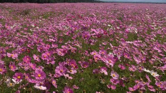 格桑花种子几月份播种 格桑花种子什么时候播种