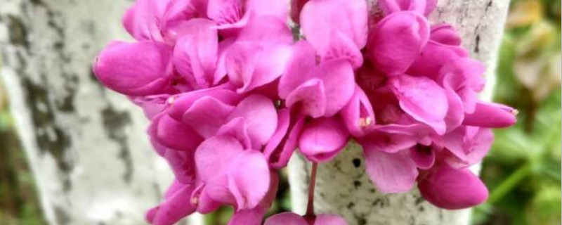 紫荆花怎么种 紫荆花怎么种植 扦插还是种子萌发的