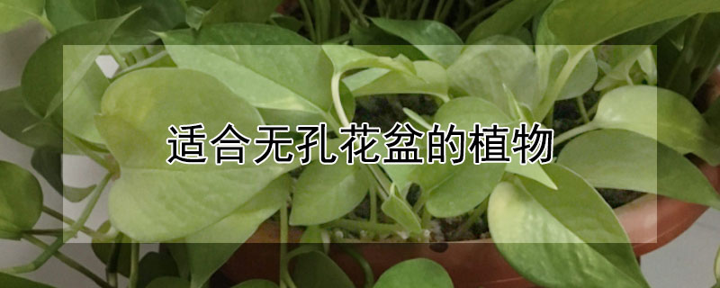 适合无孔花盆的植物（无孔盆可以养什么植物）